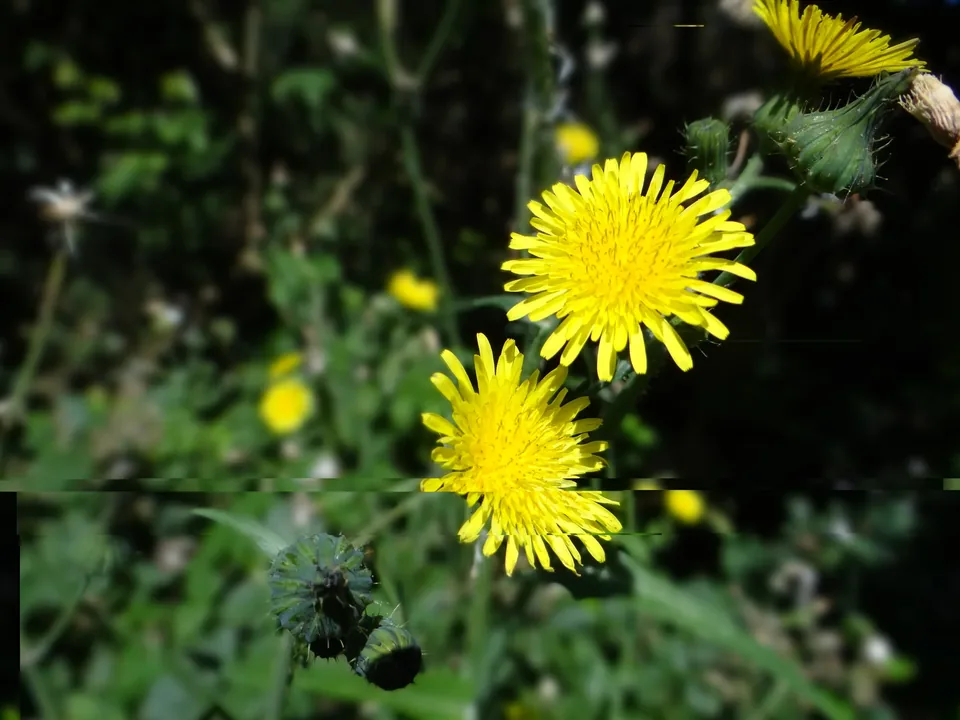 Photo de fleurs réellement réparée par PixMedic