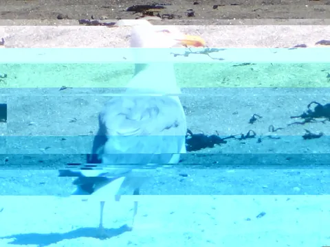 Photo d’oiseau avec couleurs et blocs corrompus